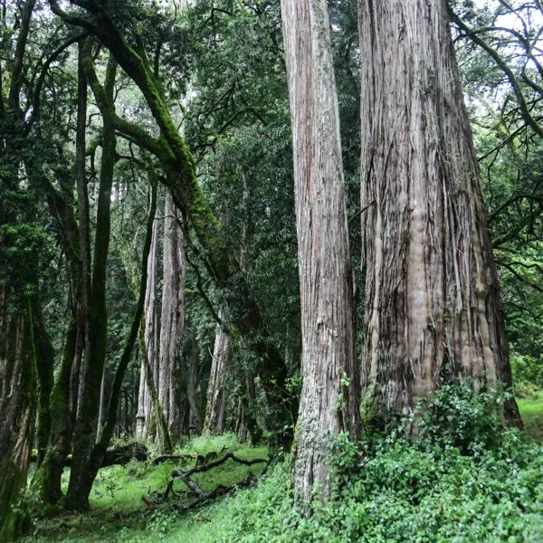 forest-6.jpg