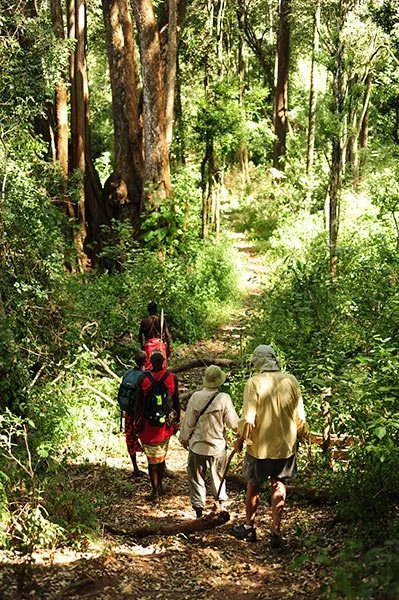 forest-17.jpg