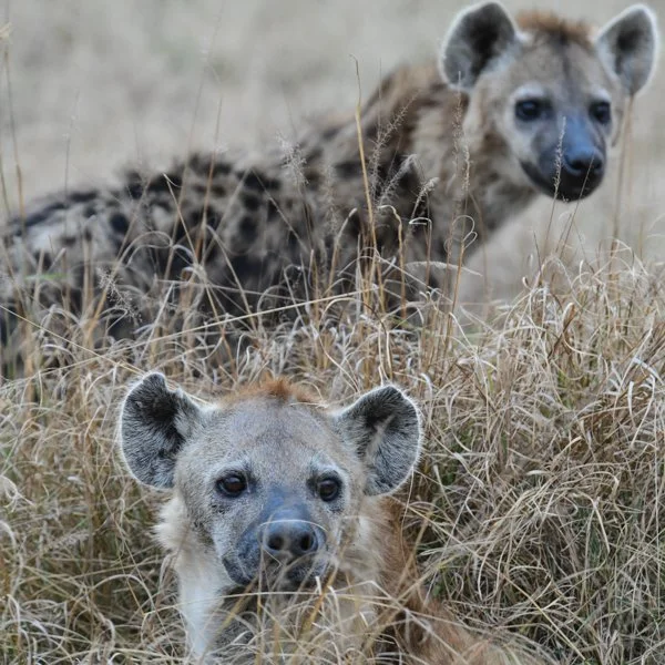 hyenas-3.jpg