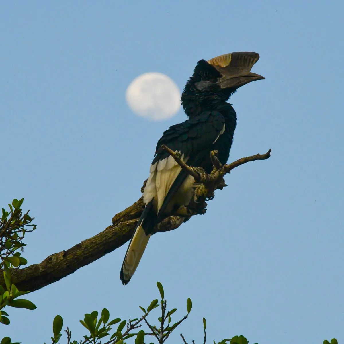 blackandwhitehornbill-7.jpg