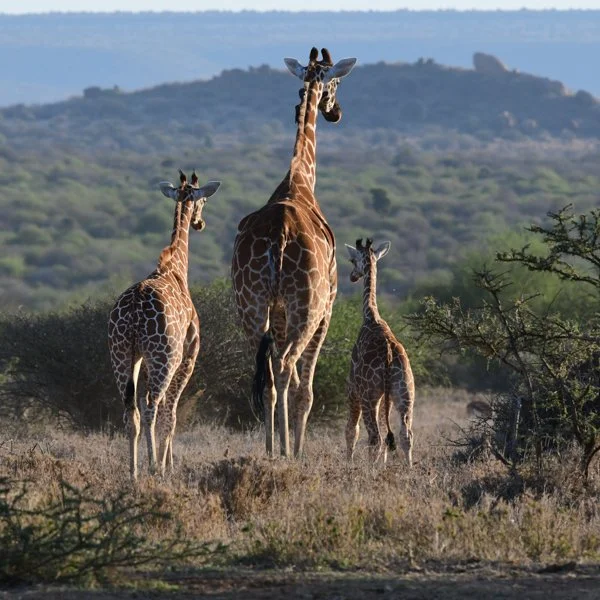 girafferescue-21.jpg