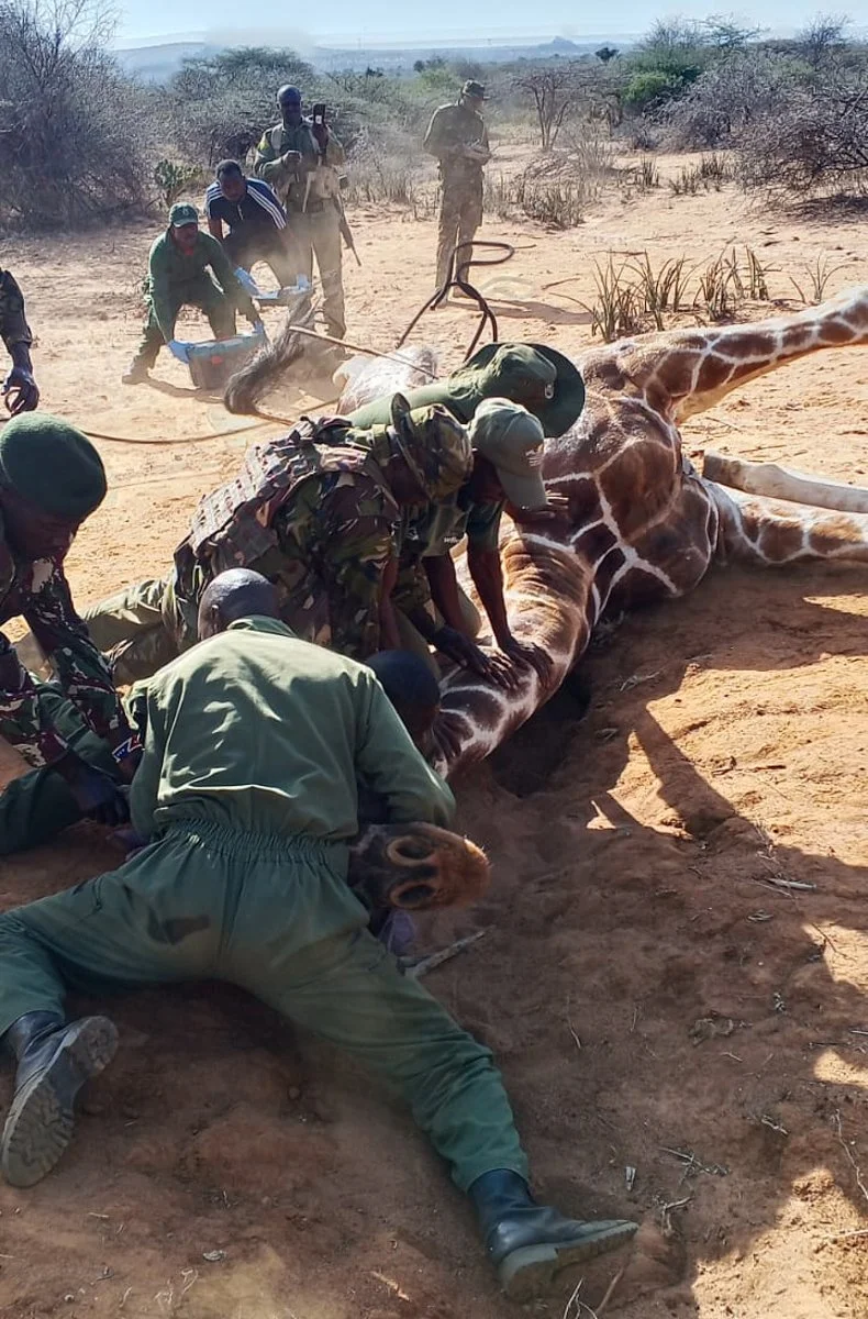 Support Tumaren Conservancy in the Wildlife Rangers Challenge!