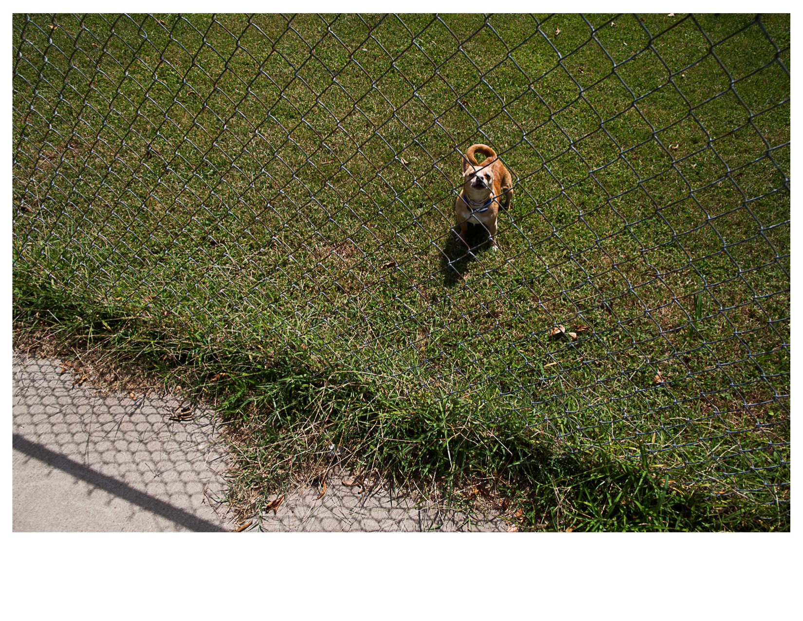 Dog in Yard, North 17th Street, Fort Smith, AR
