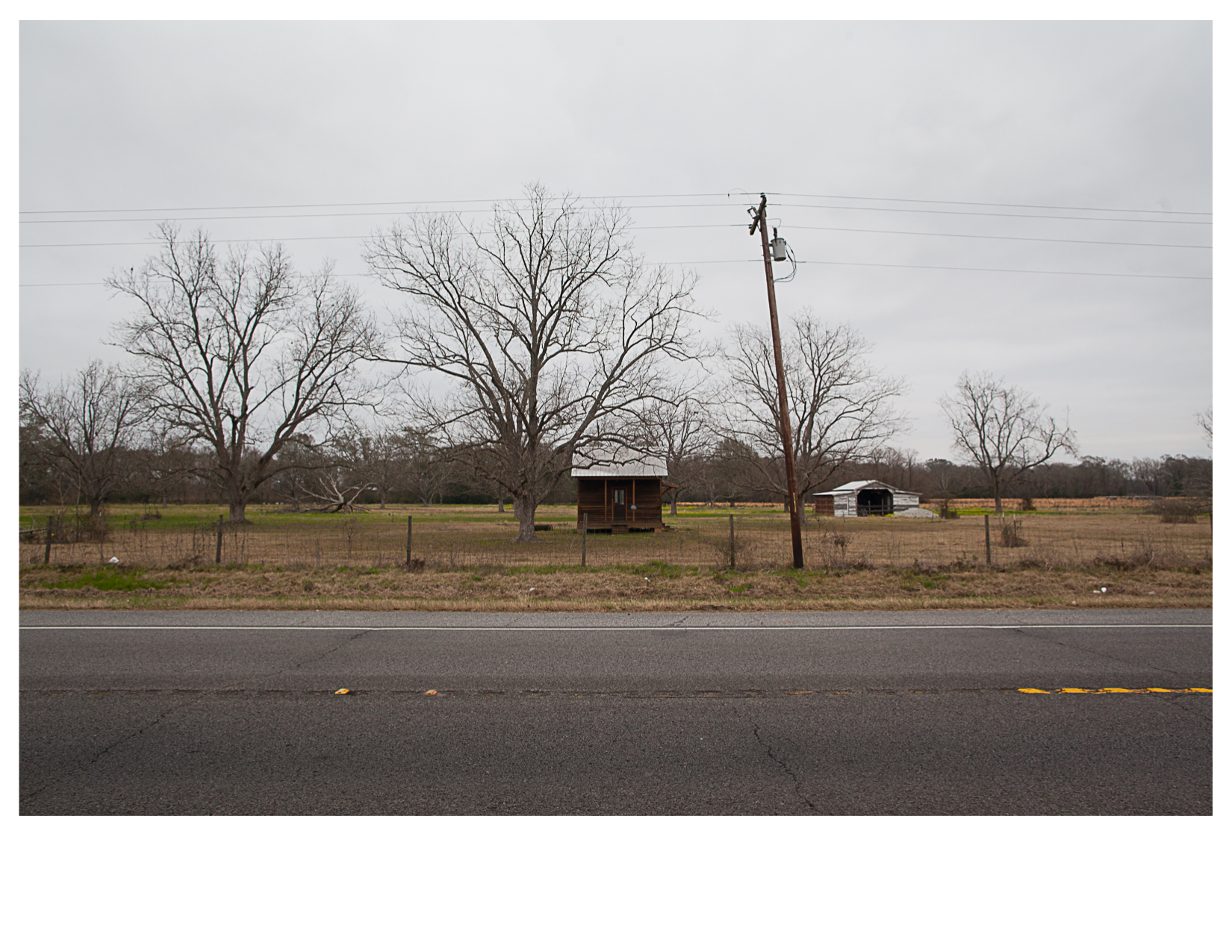 Pecan Trees and Shack, Mansura, LA