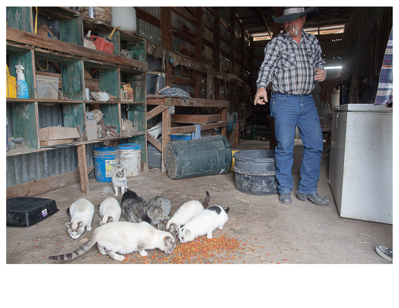 Marty and Barn Cats, West of Alpine, TX