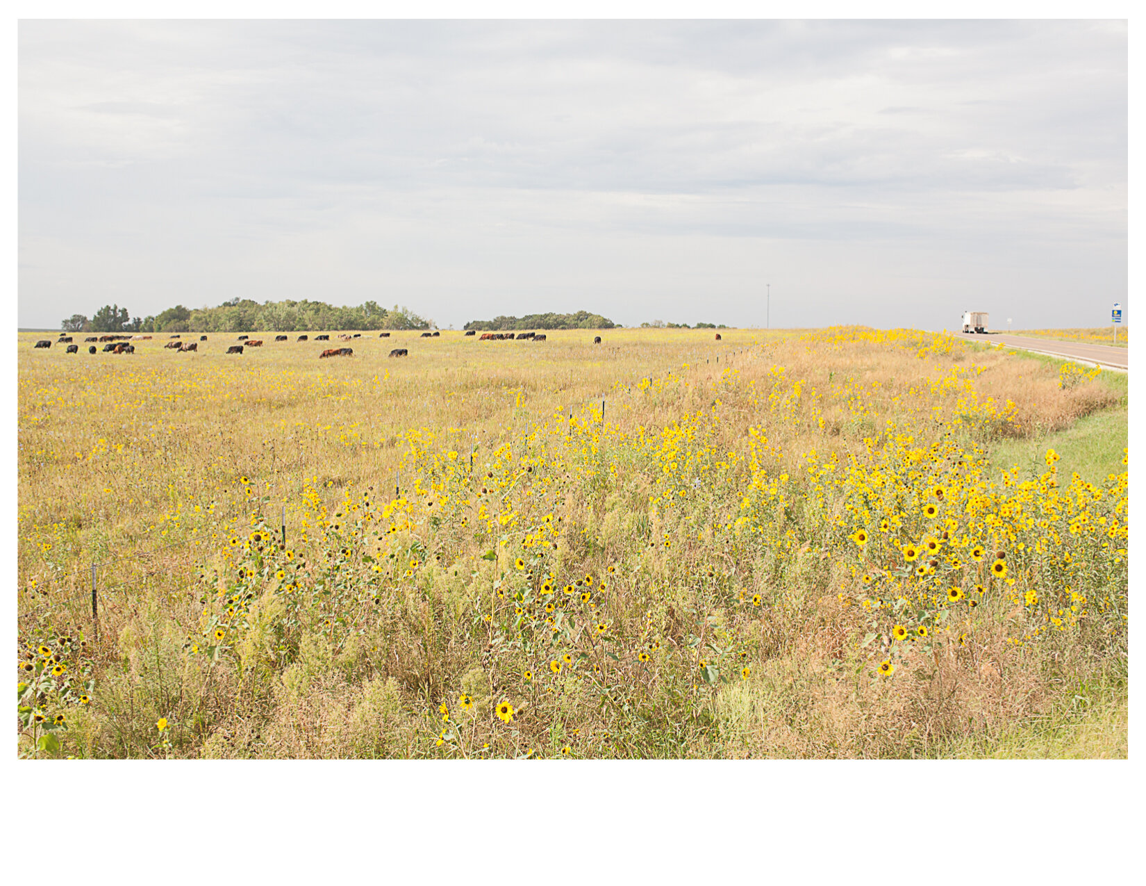 Cattle and Flowers, North of Strong City, KS