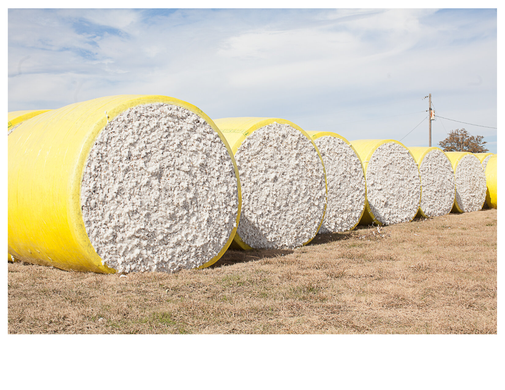 Cotton Bales, South of Greenville, MS