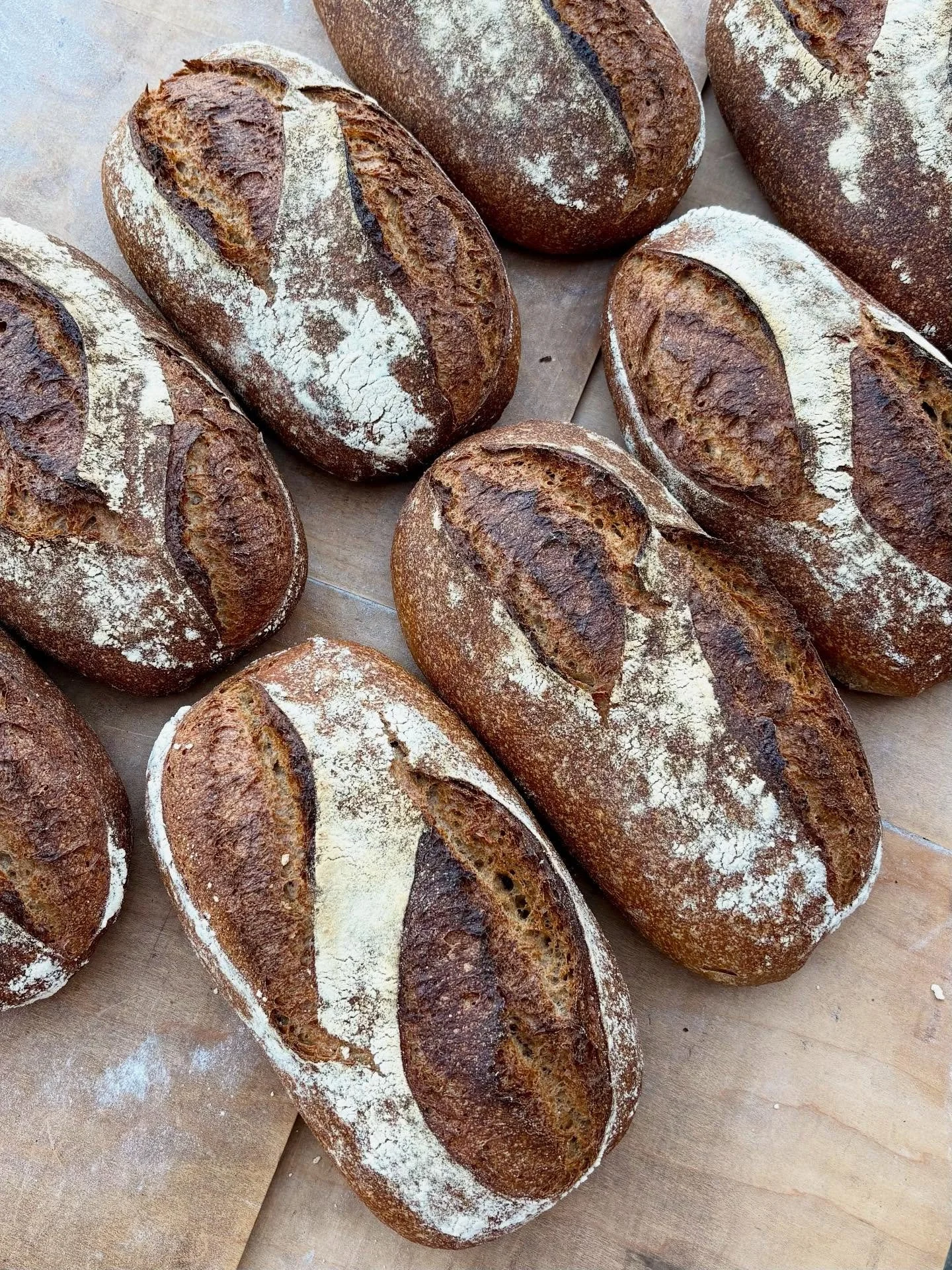 A series on today&rsquo;s subscription-
A blend of incredible flours from @carolinaground 
60% spelt
40% 85 AP
Keep it stone milled, keep it fresh babyyyyyy
It smells like a spiced pie crust. Nice and sweet!

Subscription sign up is available on our 