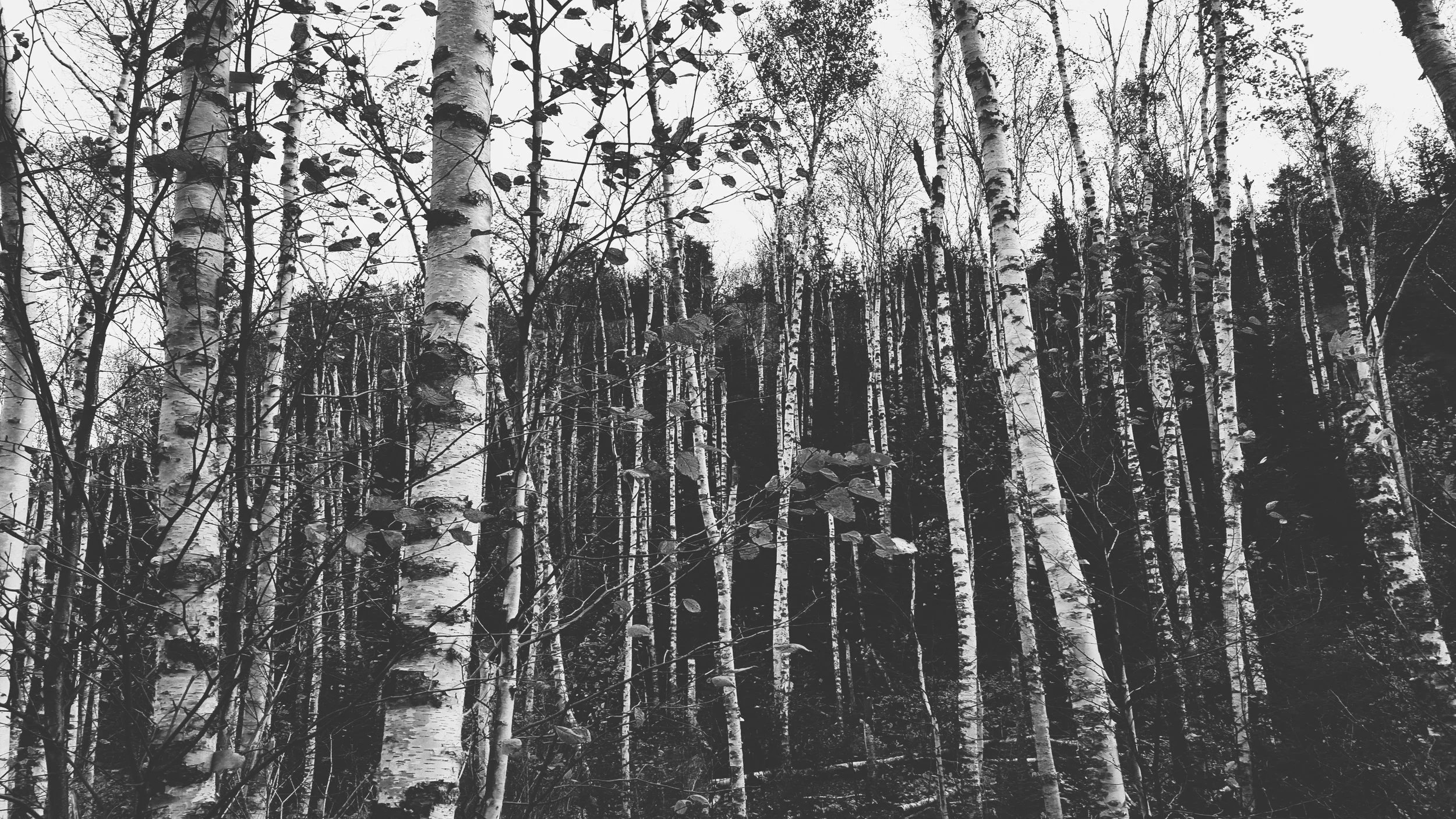 birches b&w.jpg