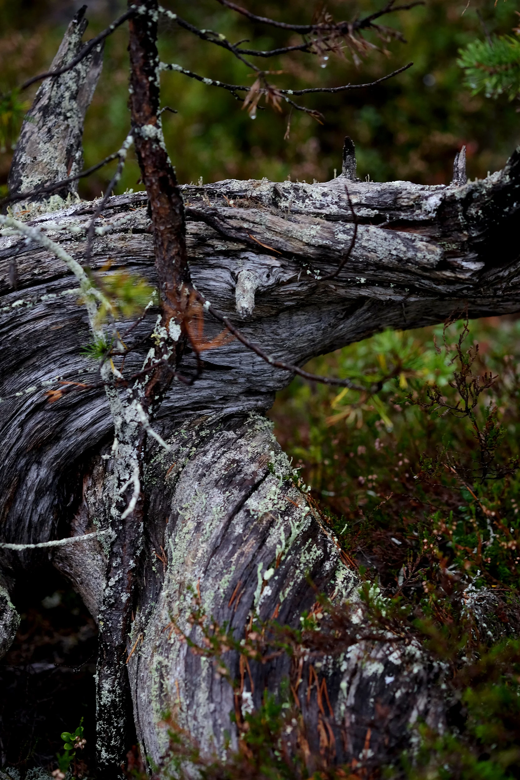 entwined.jpg