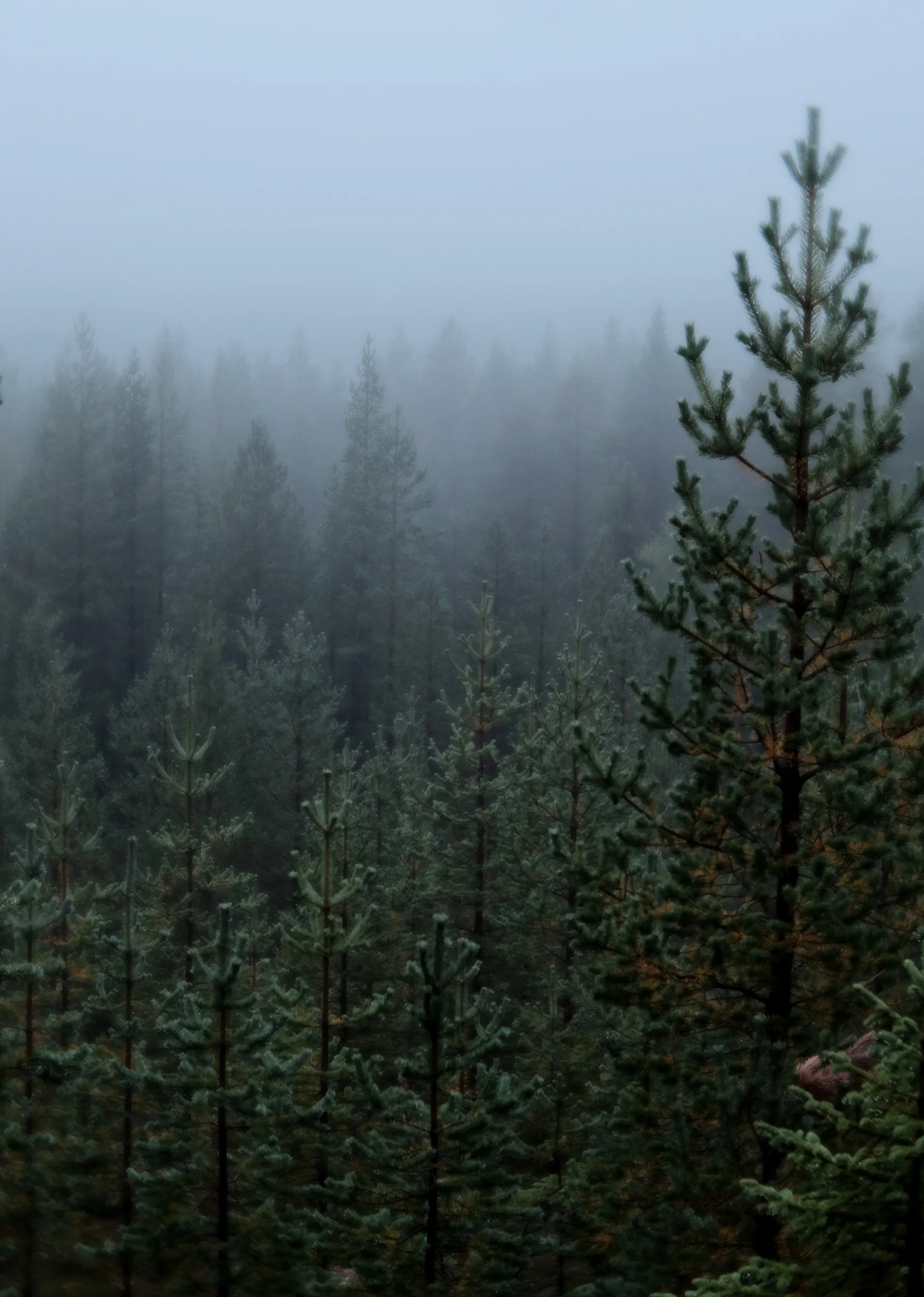 foggyforestcolor.jpg