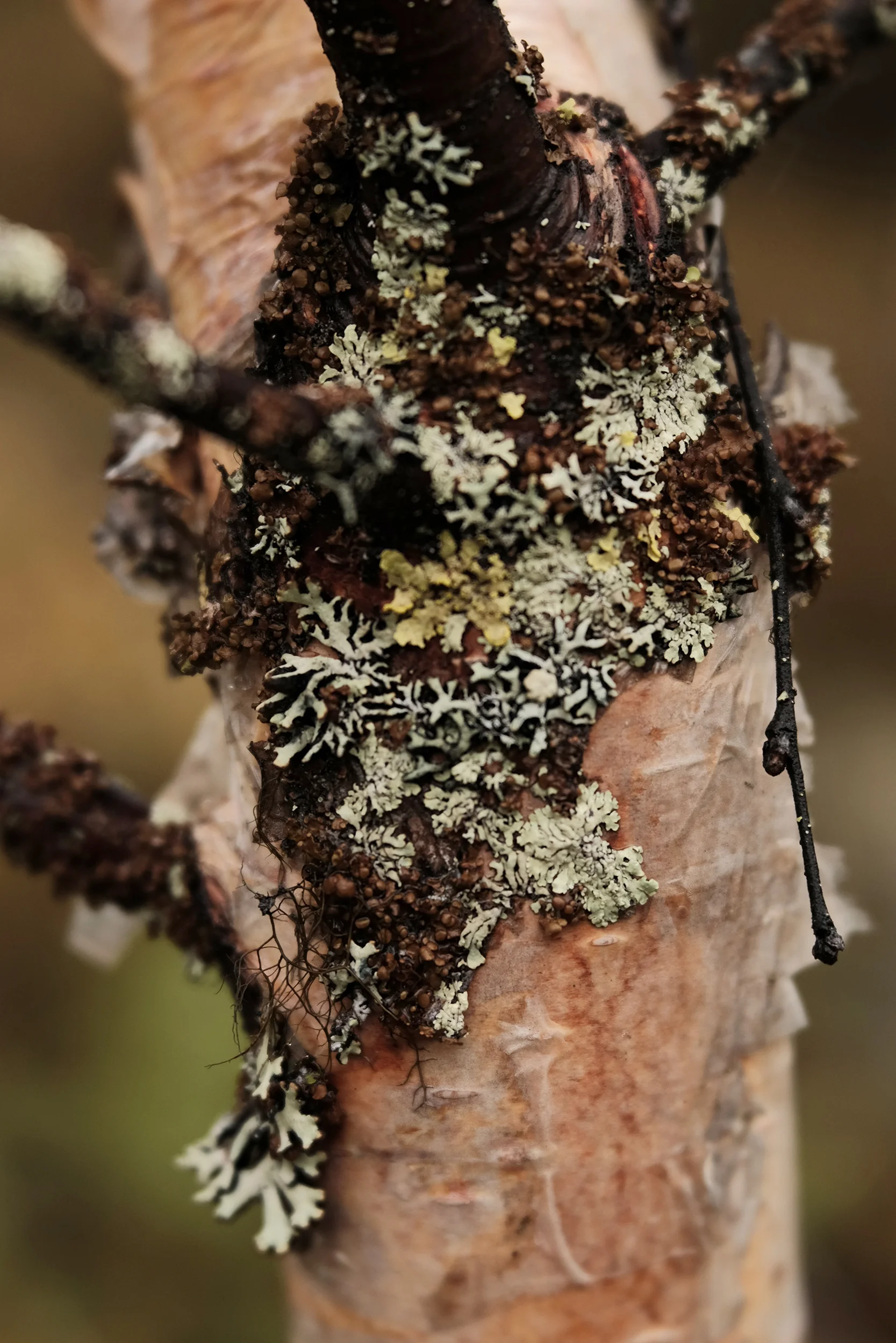 lichenbirch.jpg