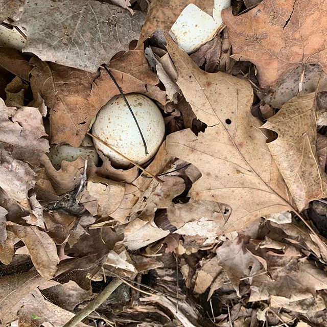 Turkey eggs