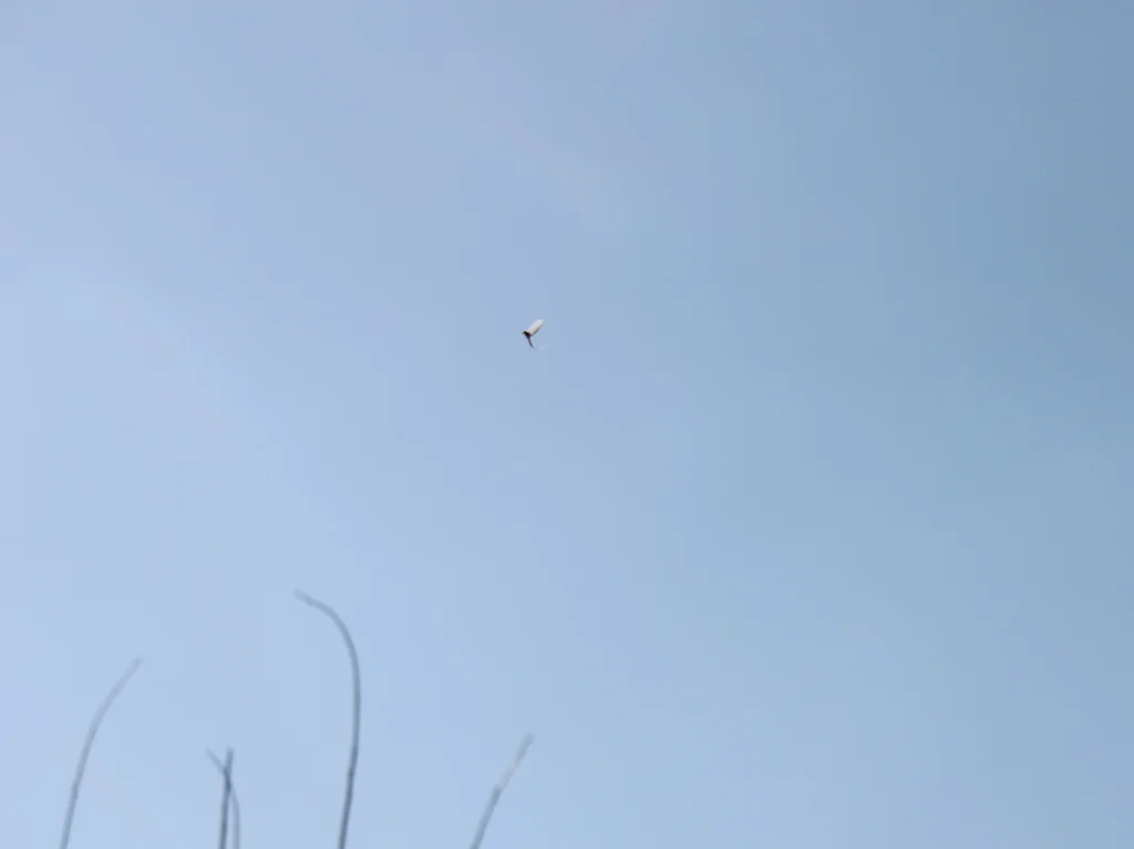 Mayflies in March