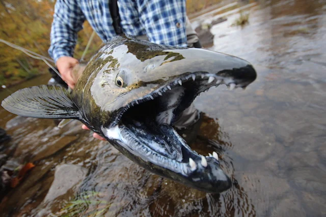 6 Reasons Why New York’s Salmon River in Oct is like a 30” February Powder Day