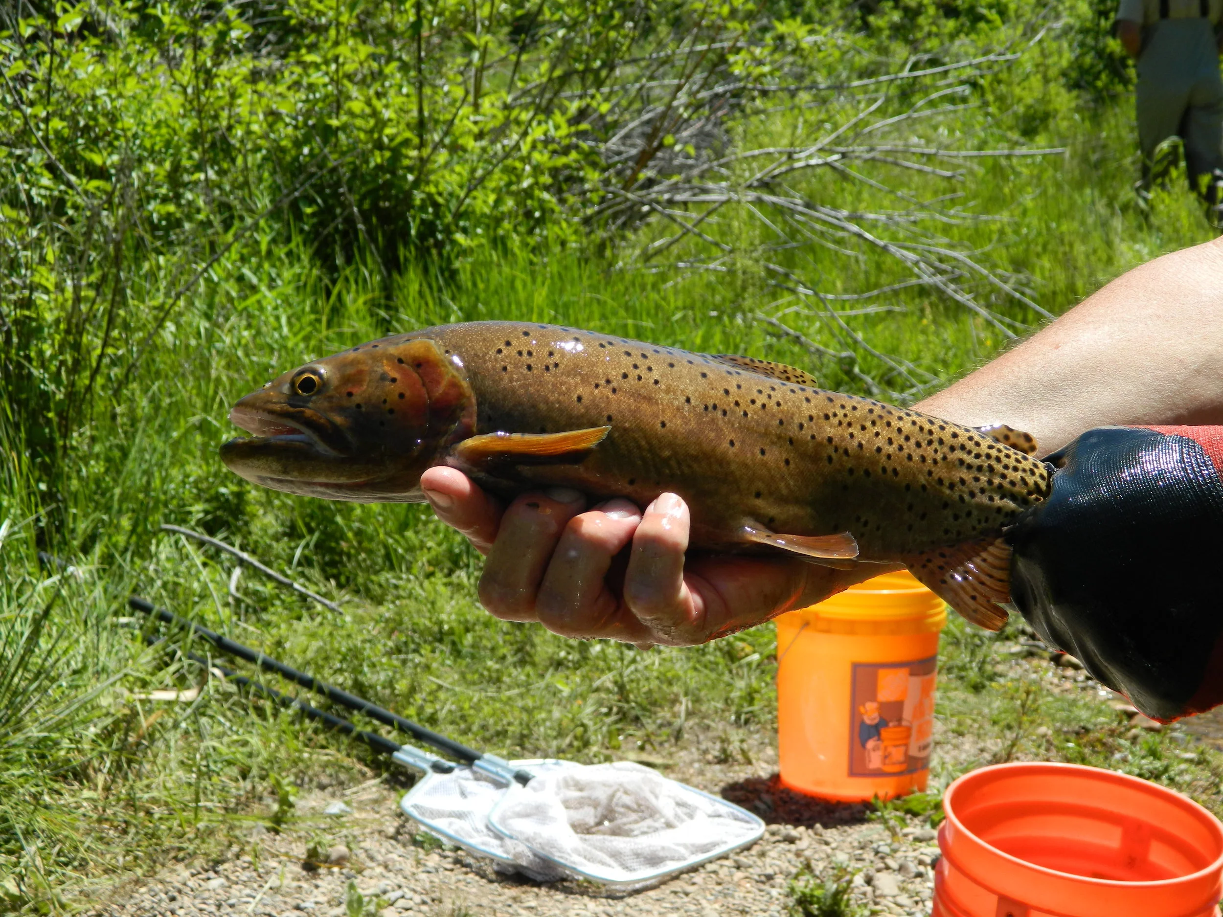Volunteer Notes From A Day With Utah DWR