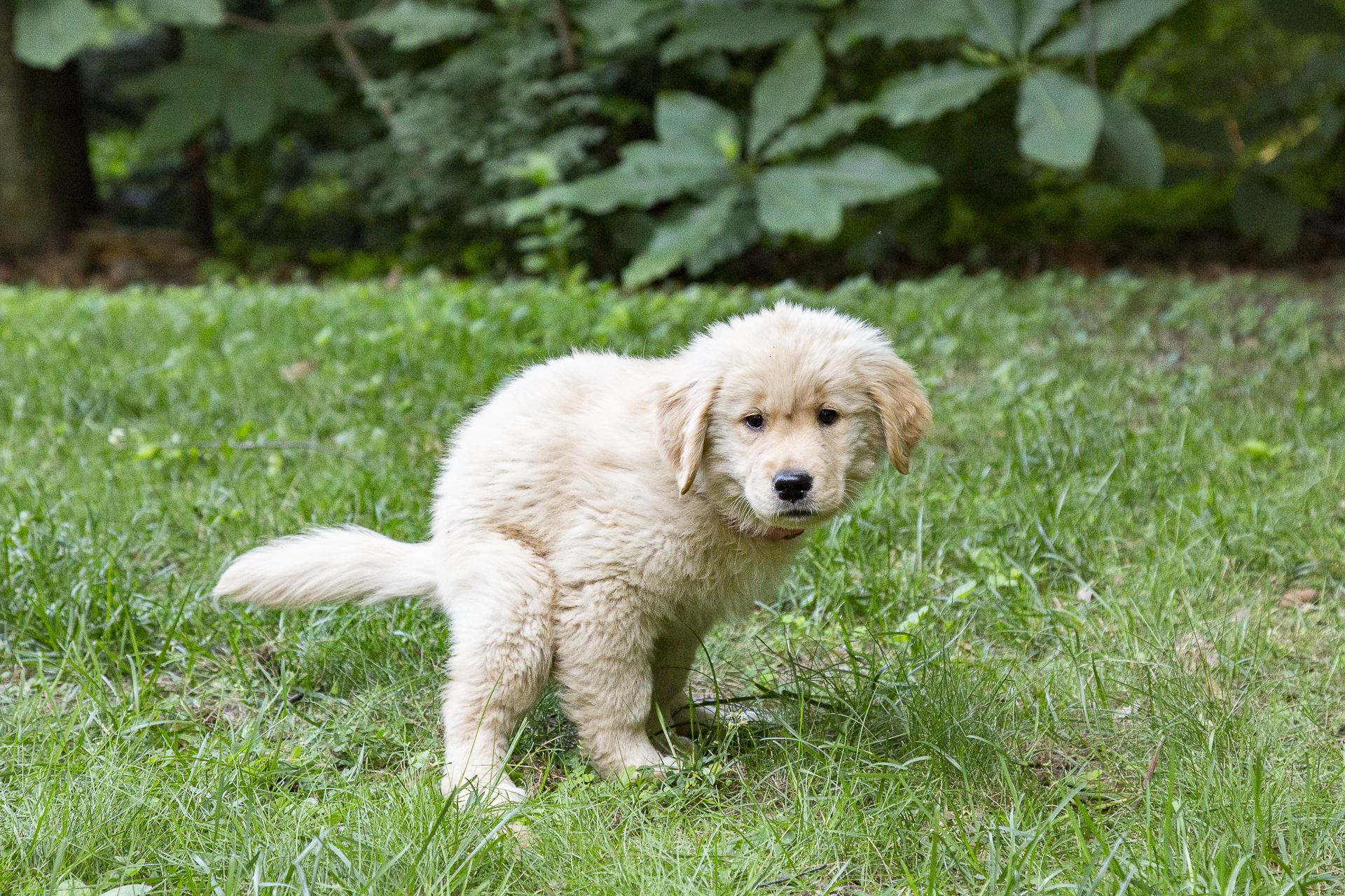 red-rover-ranch-boarding-training-metro-boston-area-119.jpg