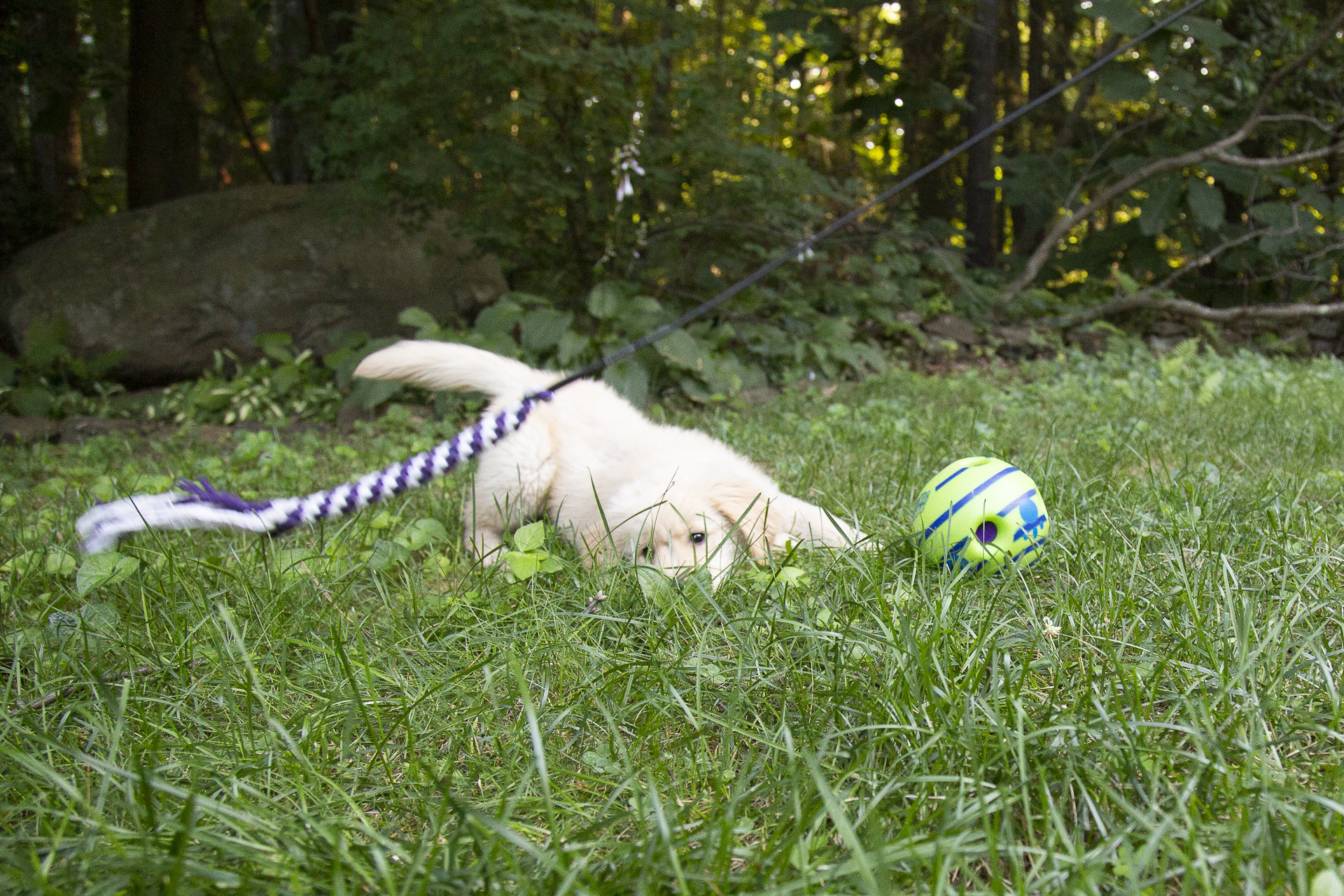 red-rover-ranch-boarding-training-metro-boston-area-142.jpg