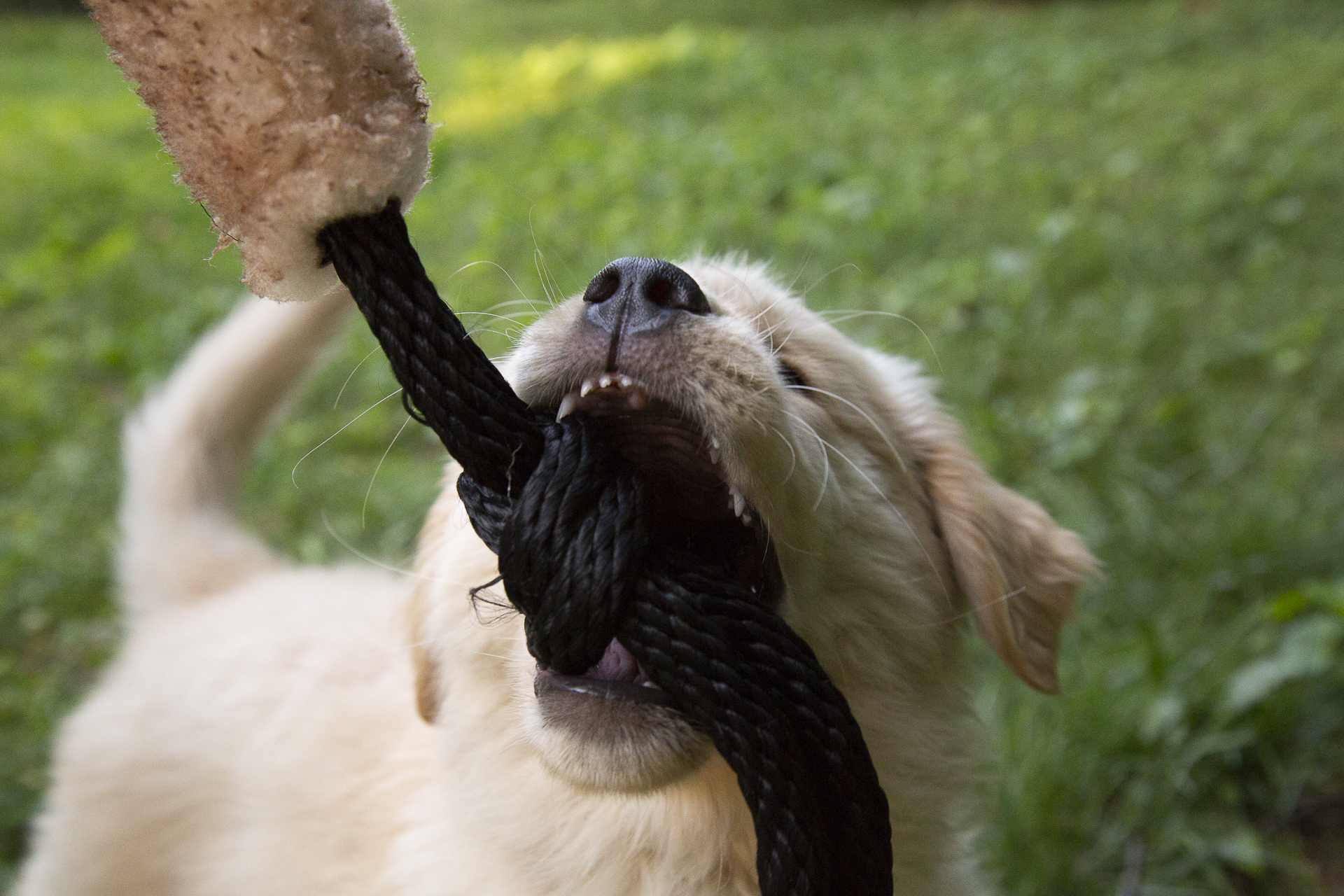 red-rover-ranch-boarding-training-metro-boston-area-155.jpg