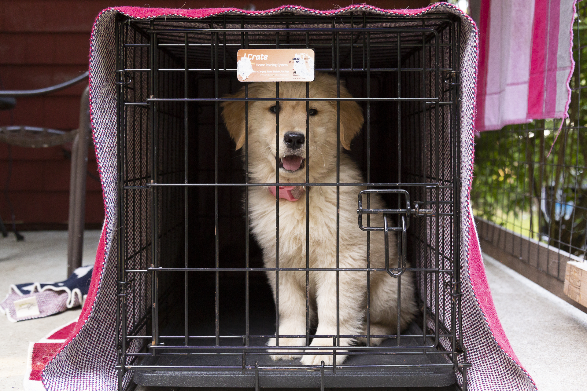 red-rover-ranch-boarding-training-metro-boston-area-158.jpg