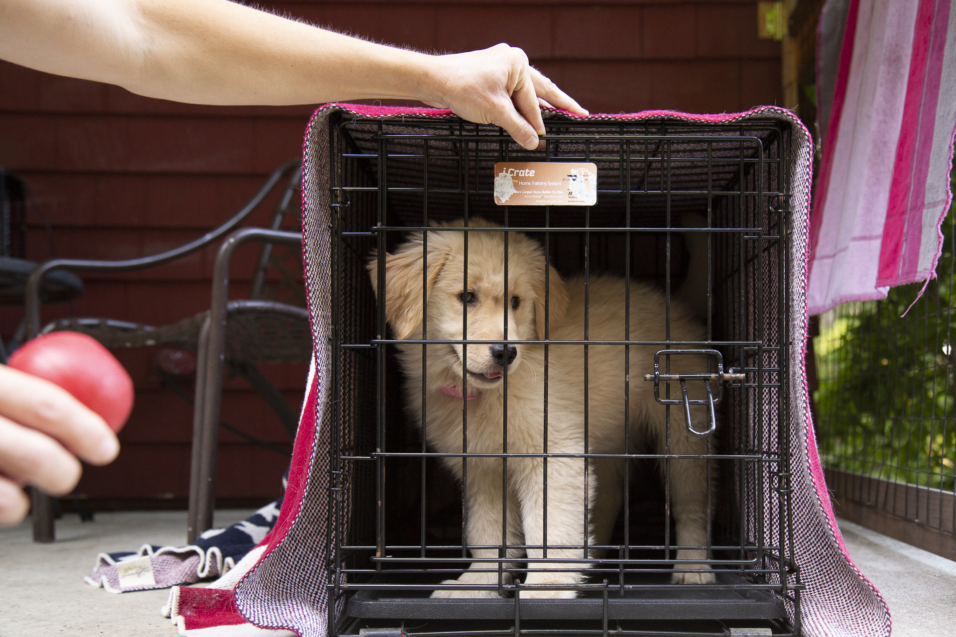 red-rover-ranch-boarding-training-metro-boston-area-163.jpg