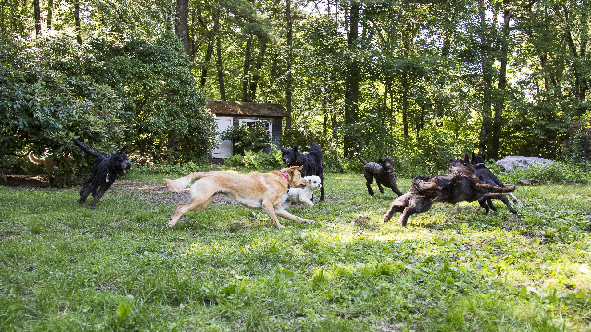 red-rover-ranch-boarding-training-metro-boston-area-026.jpg