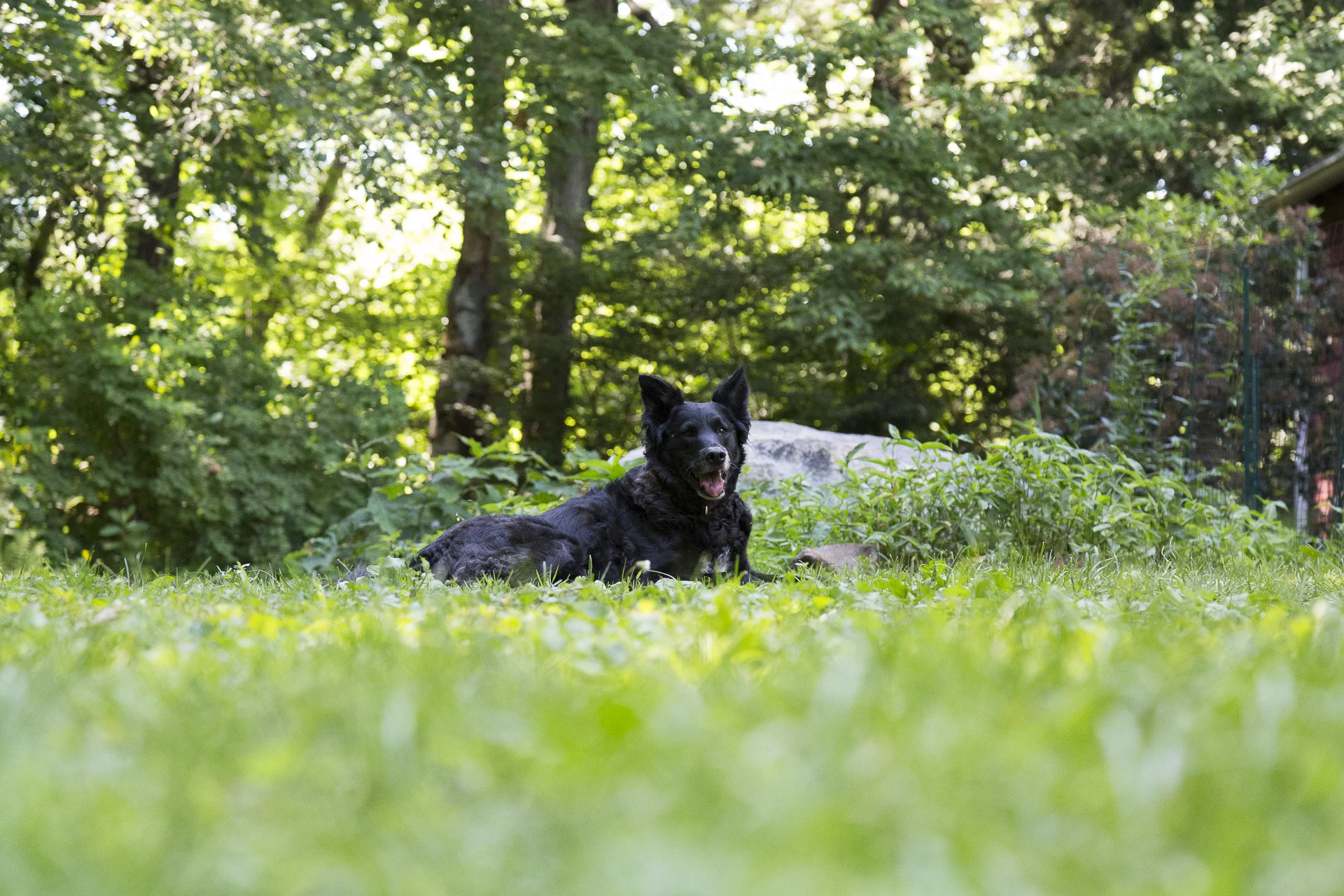red-rover-ranch-boarding-training-metro-boston-area-054.jpg