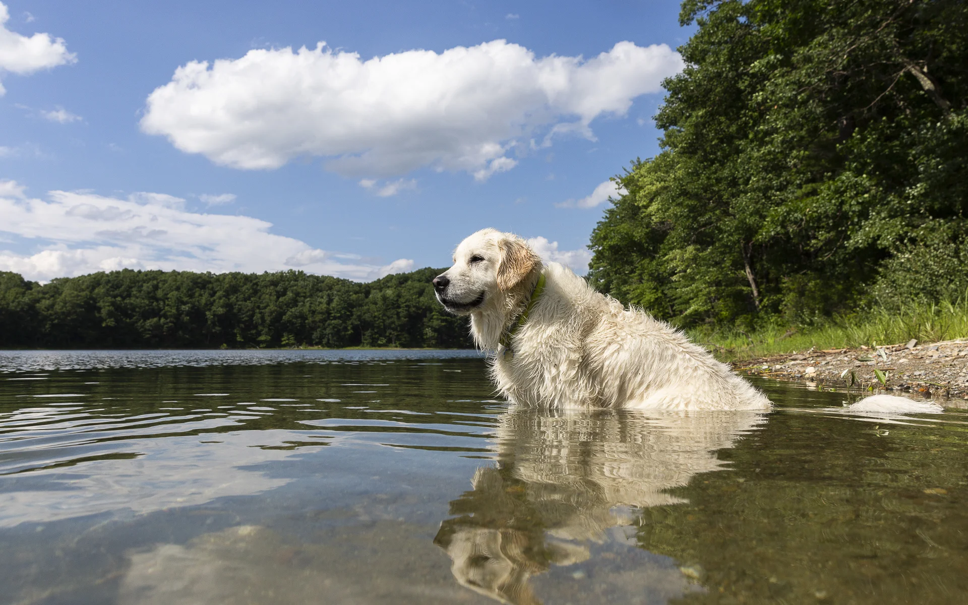 red-rover-ranch-boarding-training-metro-boston-area-177.jpg