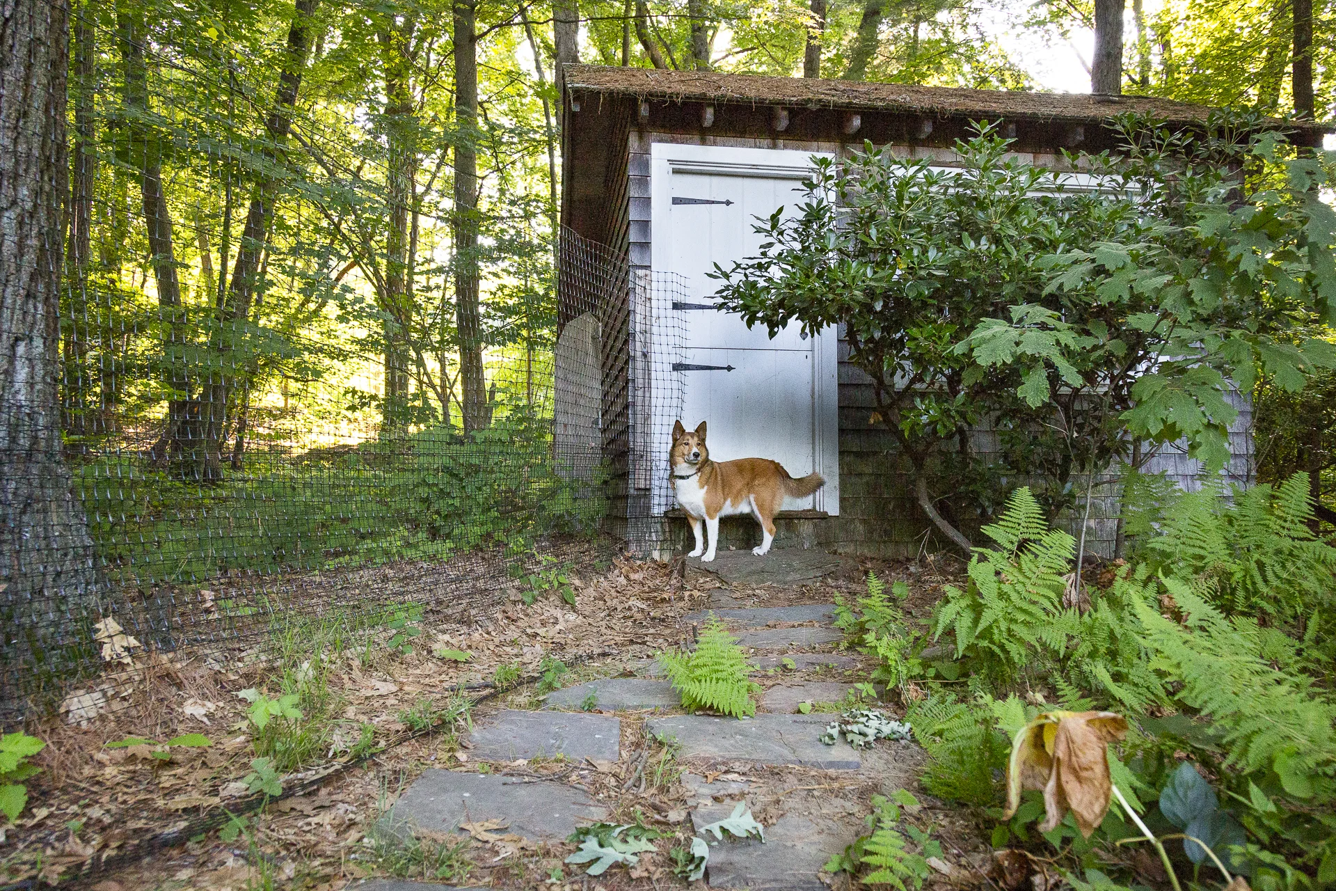 red-rover-ranch-boarding-training-metro-boston-area-121.jpg