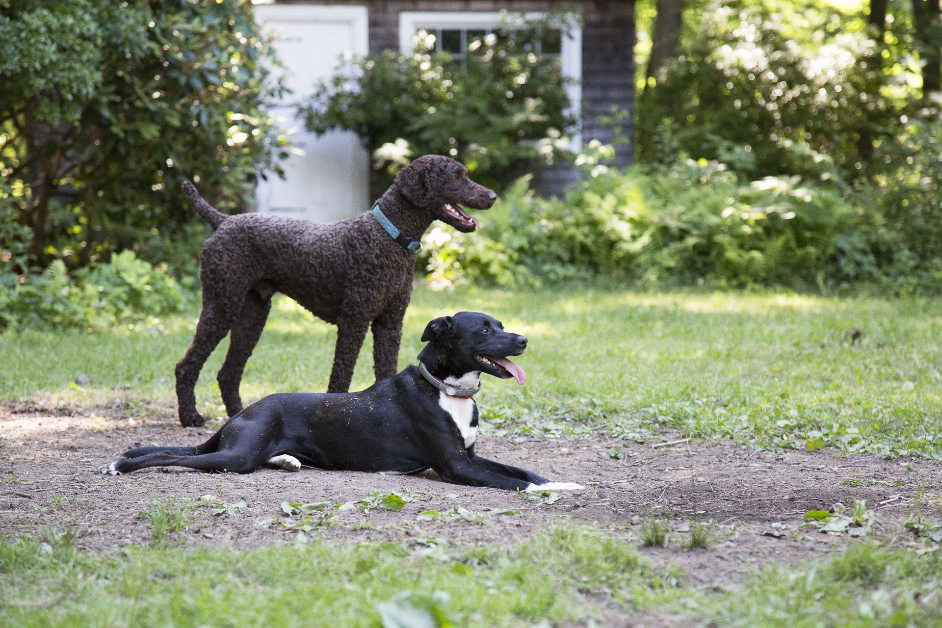 red-rover-ranch-boarding-training-metro-boston-area-031.jpg