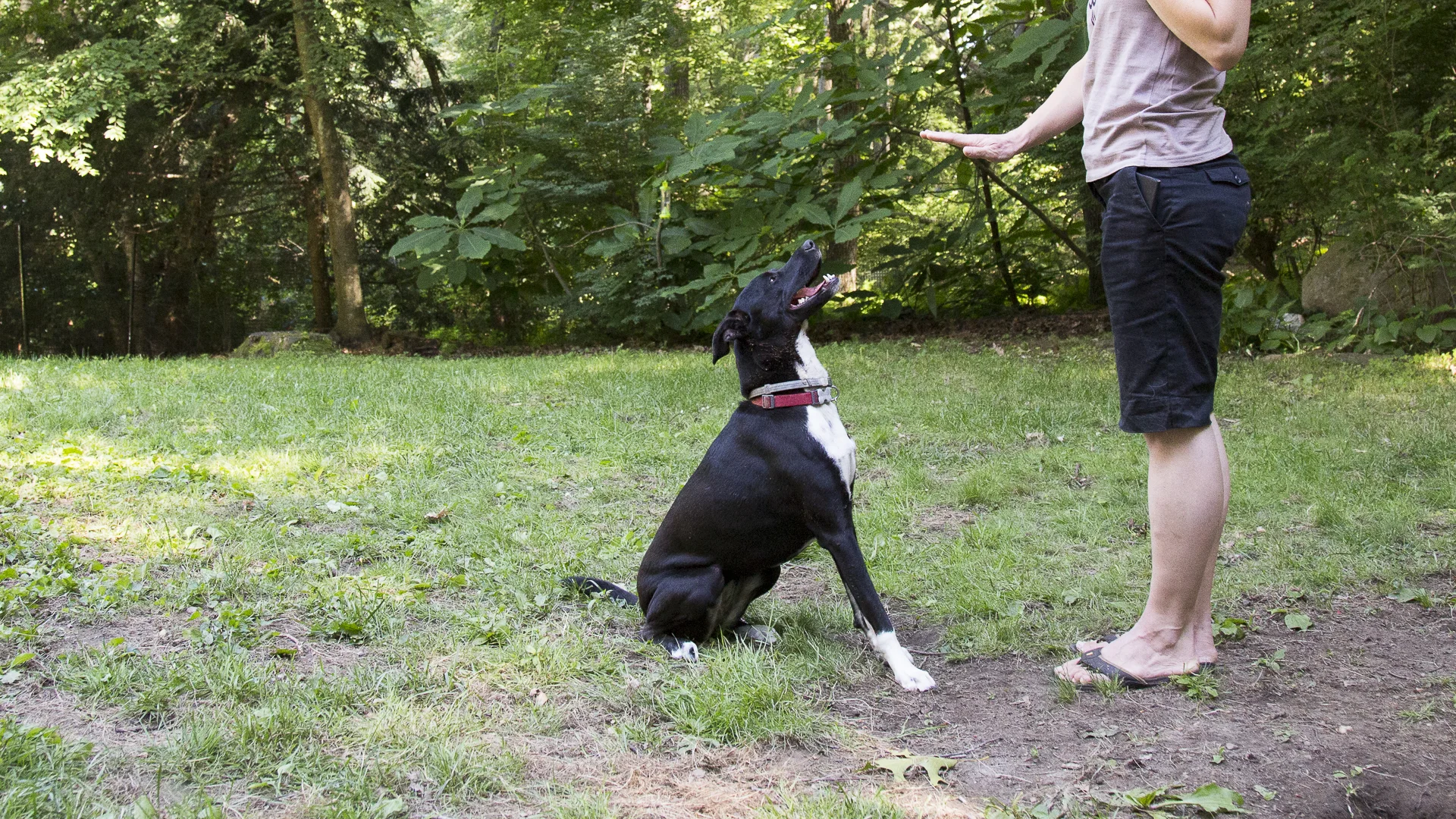 red-rover-ranch-boarding-training-metro-boston-area-040.jpg