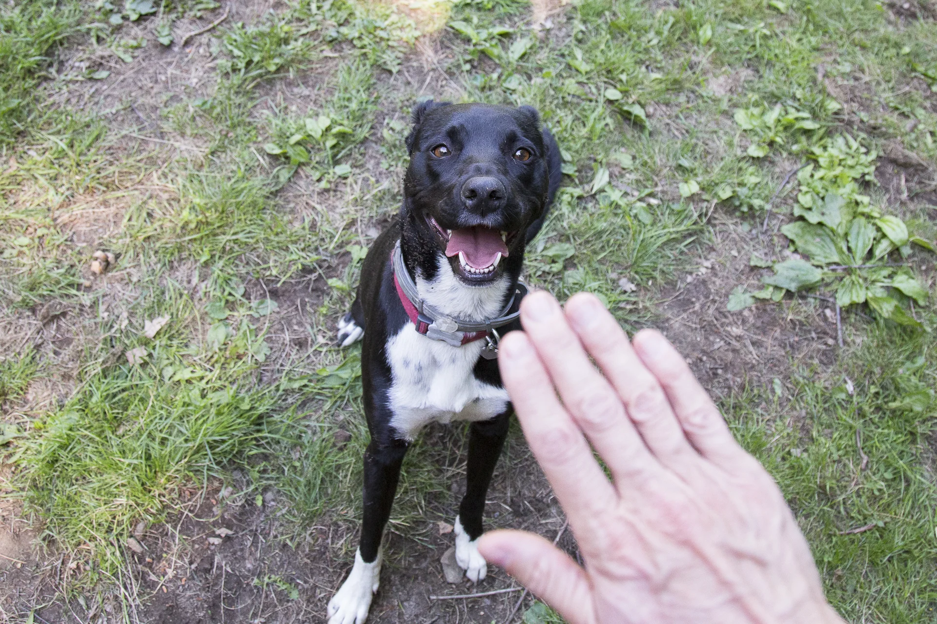 red-rover-ranch-boarding-training-metro-boston-area-042.jpg