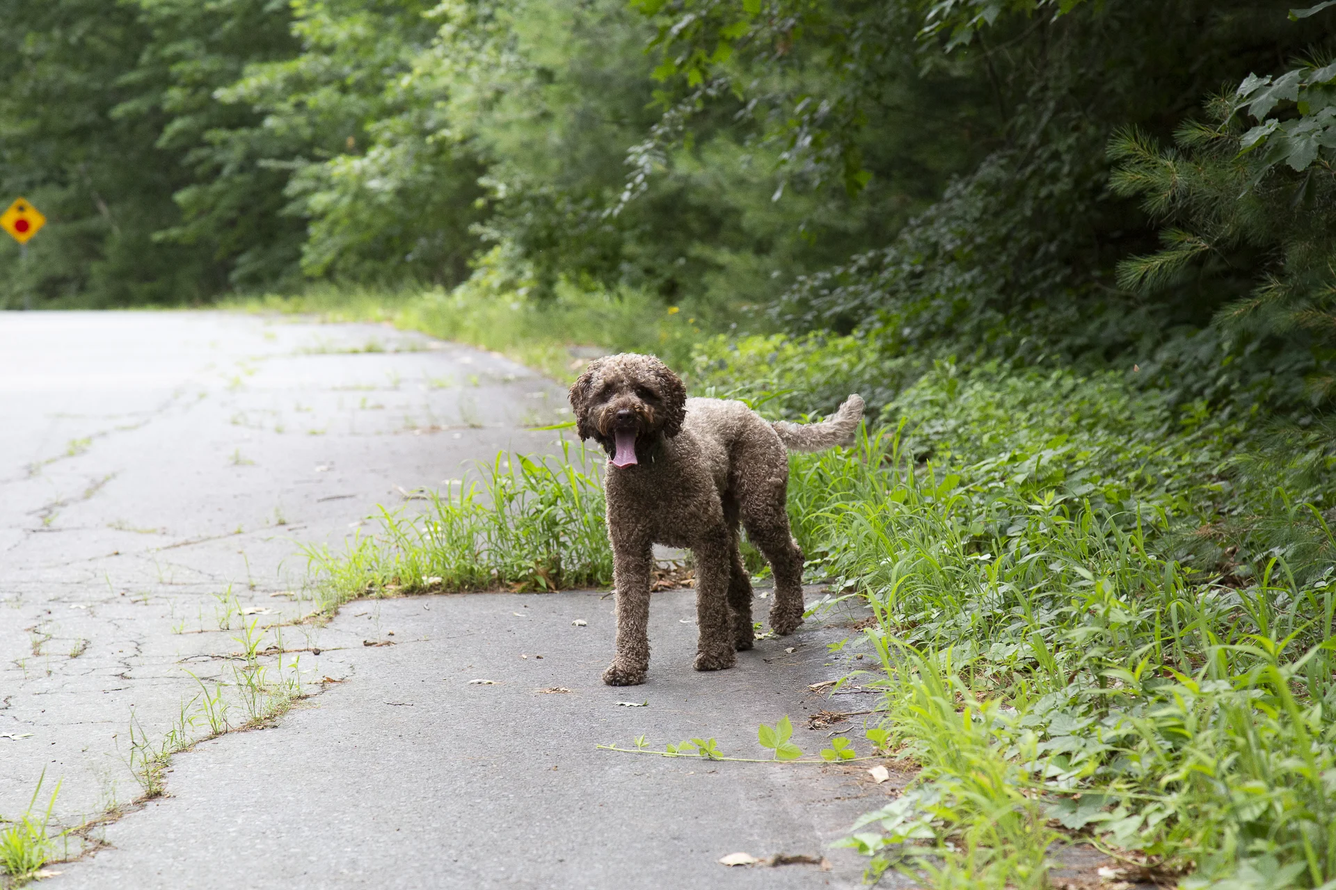 red-rover-ranch-boarding-training-metro-boston-area-072.jpg