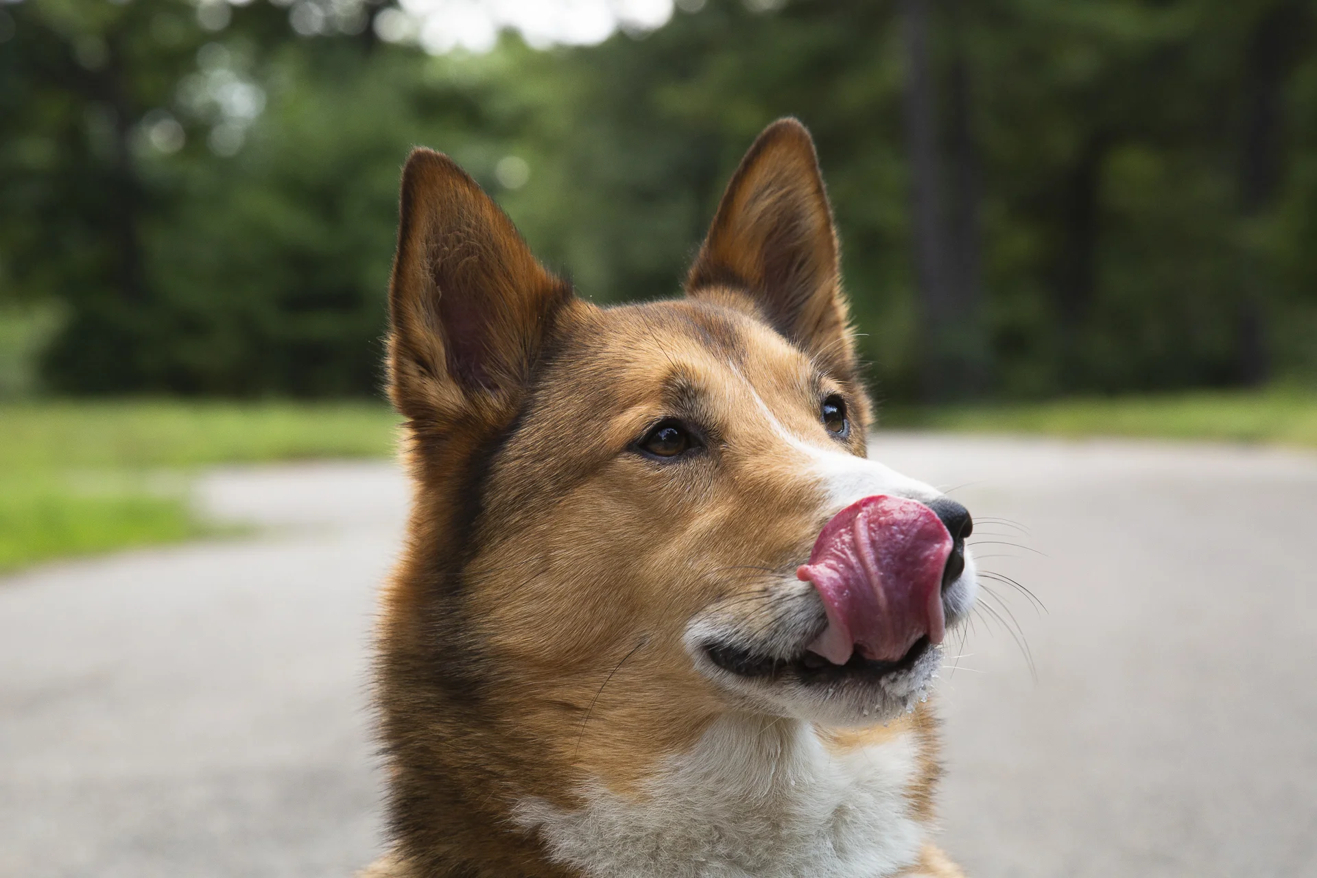 red-rover-ranch-boarding-training-metro-boston-area-104.jpg