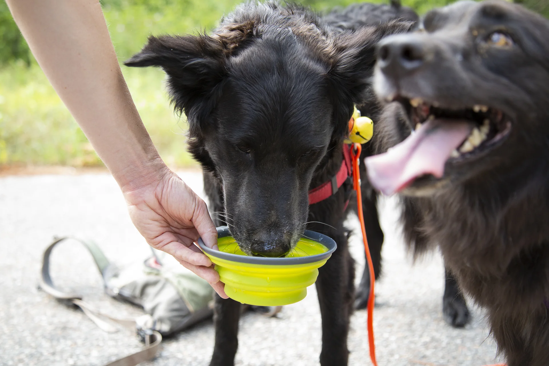 red-rover-ranch-boarding-training-metro-boston-area-109.jpg