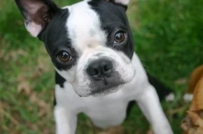 009-lucy-puppy-training-review.jpg