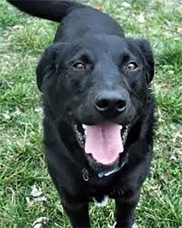 013b-acadia-best-dog-training-boston-testimonial.jpg