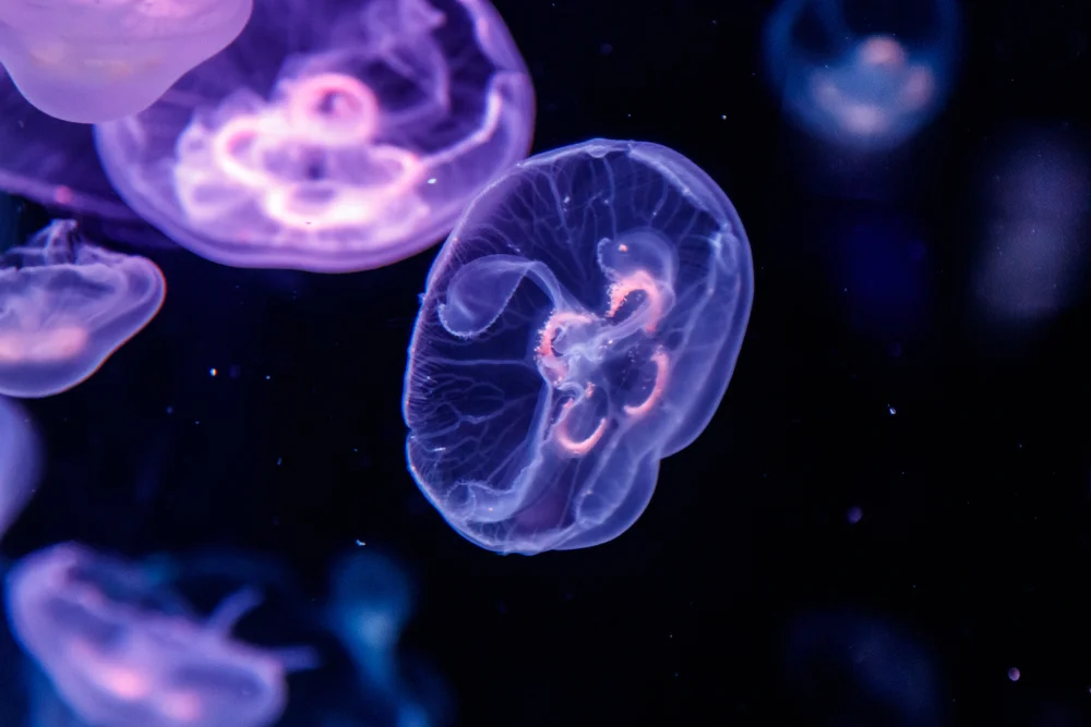 jelly fish.jpg