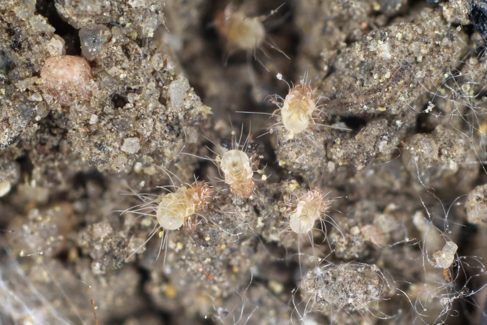 mites.jpg