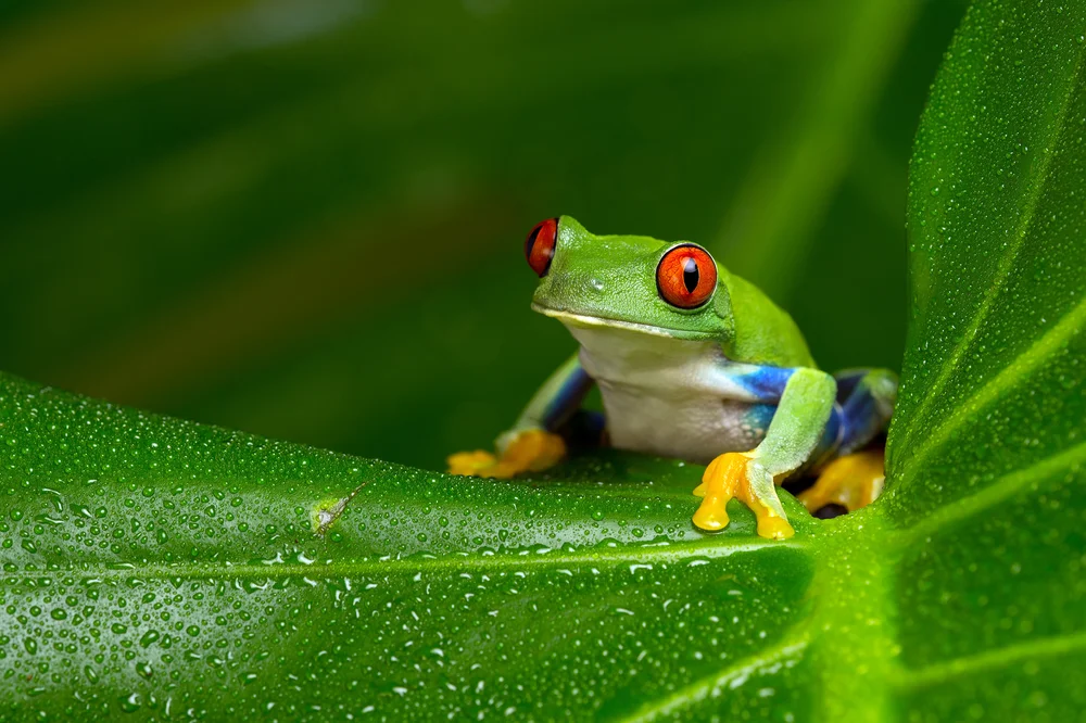 frog.jpg