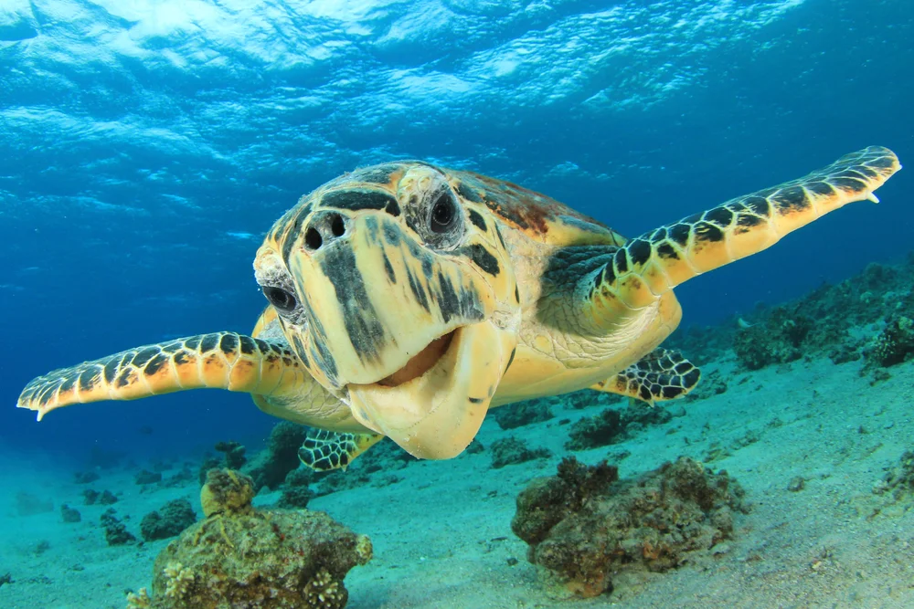 turtle.jpg