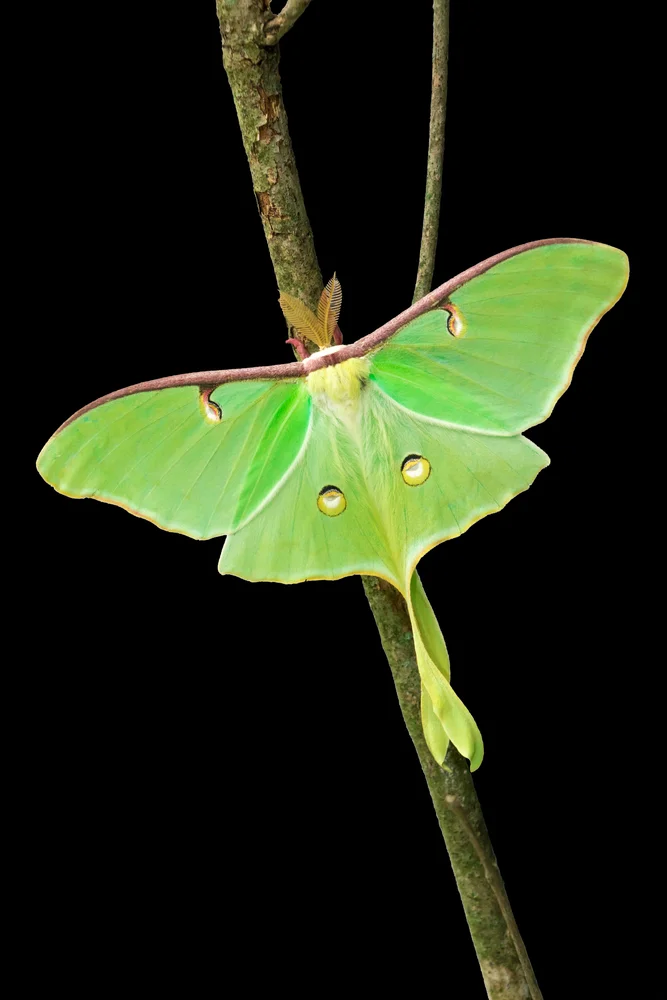 luna moth_15 facts.jpg