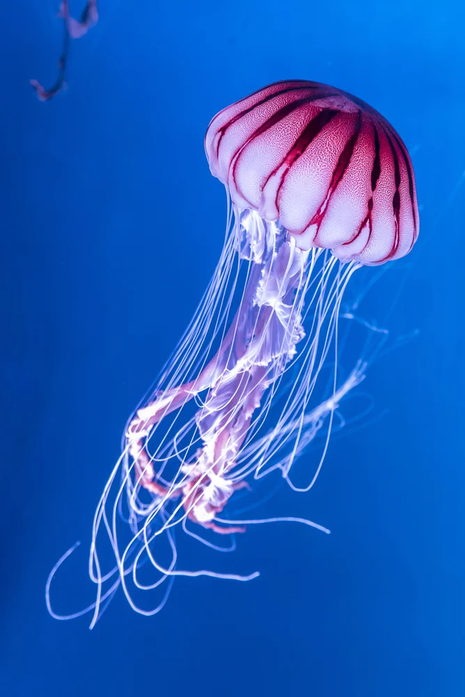 jellyfish_15 facts.jpg