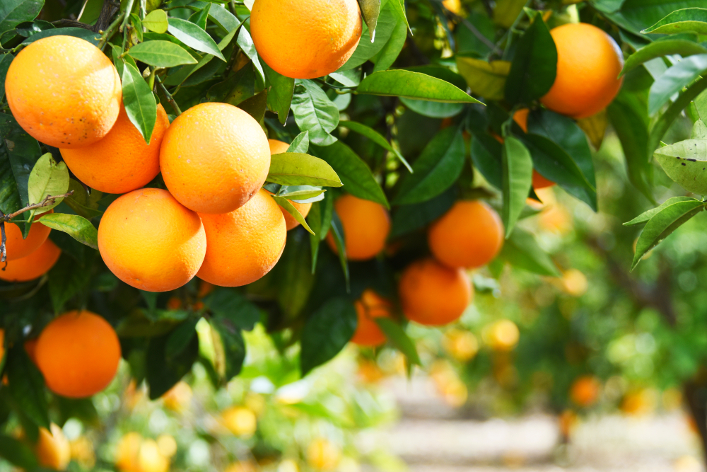 citrus groves.jpg