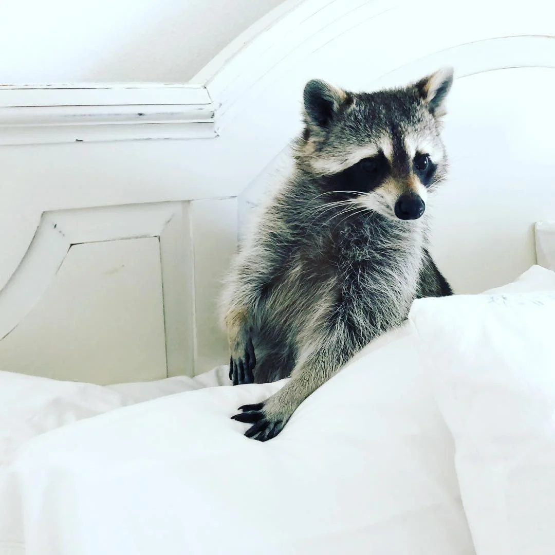 Instagram: @pumpkintheraccoon