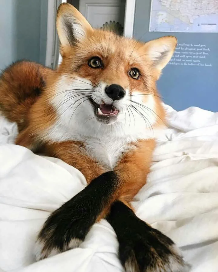 Instagram: @juniperfoxx