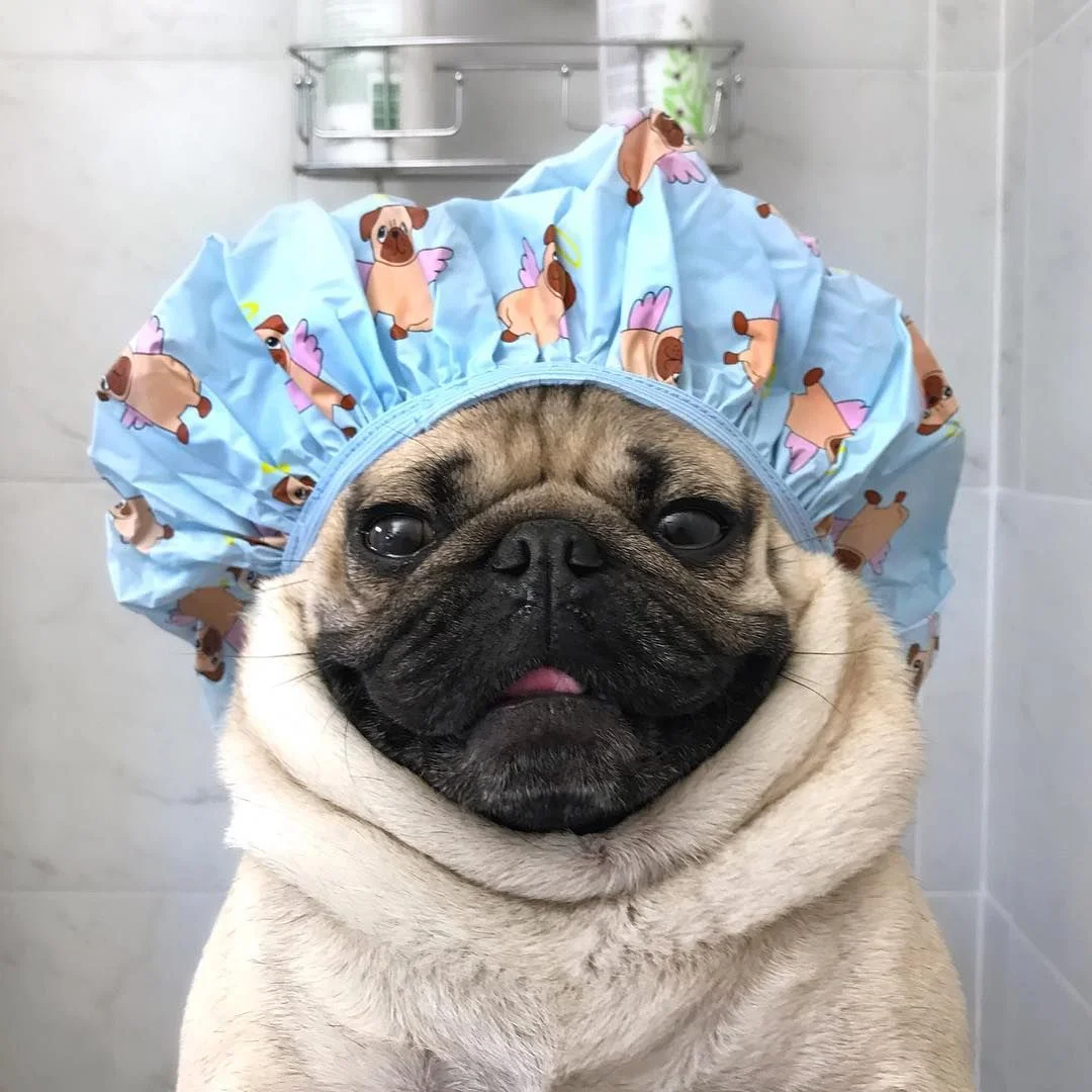 Instagram @itsdougthepug