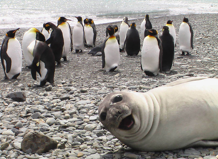 seal and penguin photobomb_goog.jpg