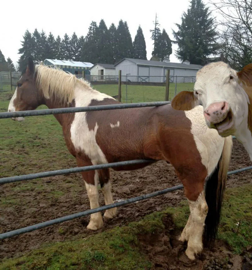 cow laughing at horse stuck photobomb_goog.jpg