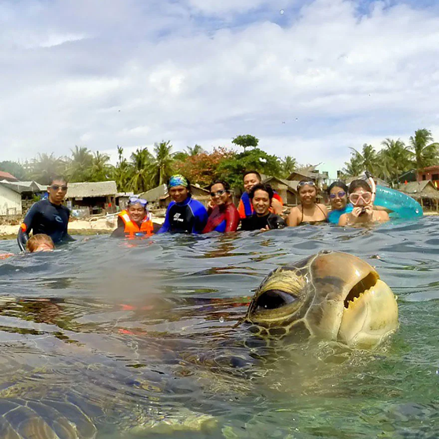 sea turtle & family photobomb_goog.jpg